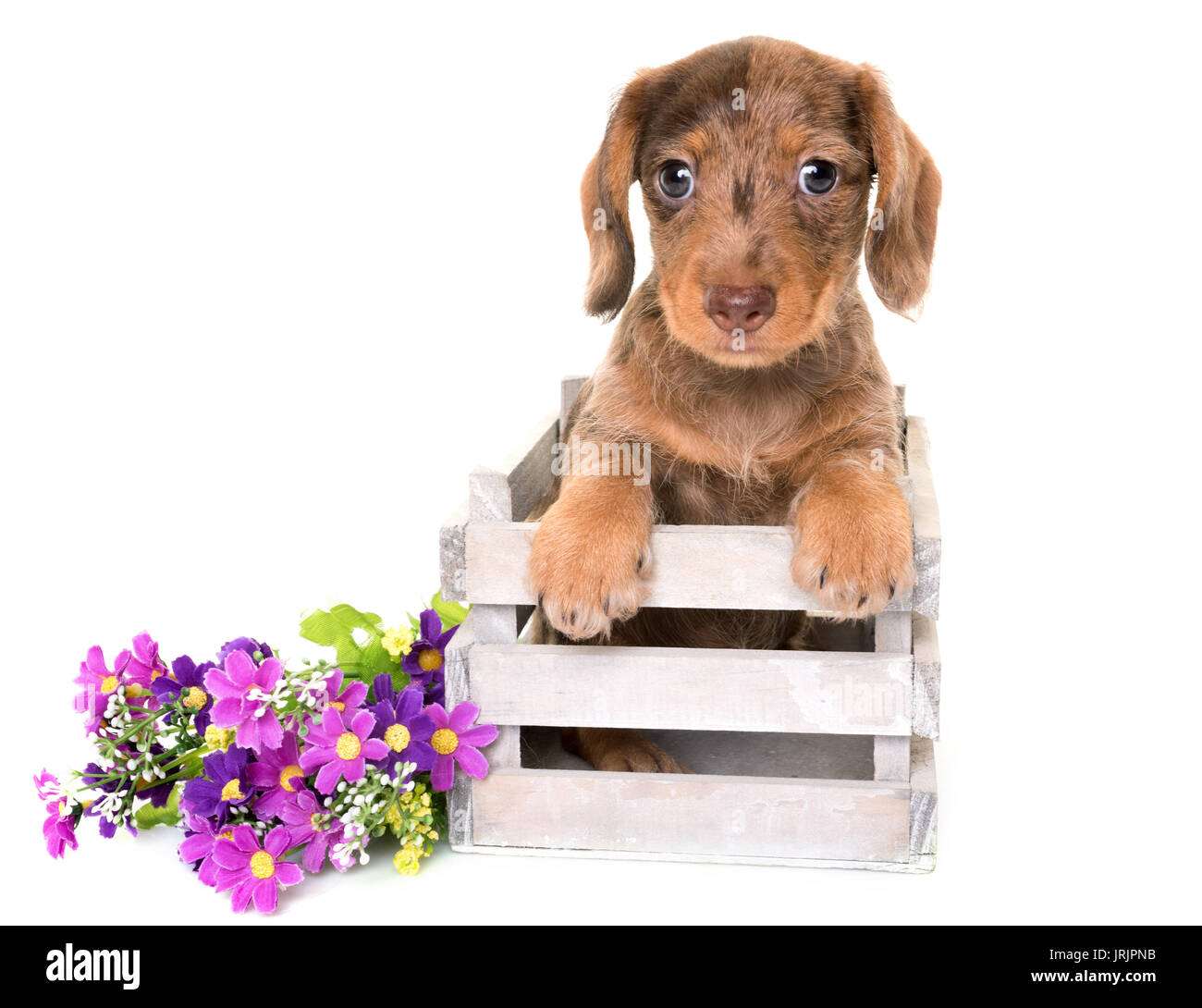 puppy Wire-haired Dachshund in front of white background Stock Photo