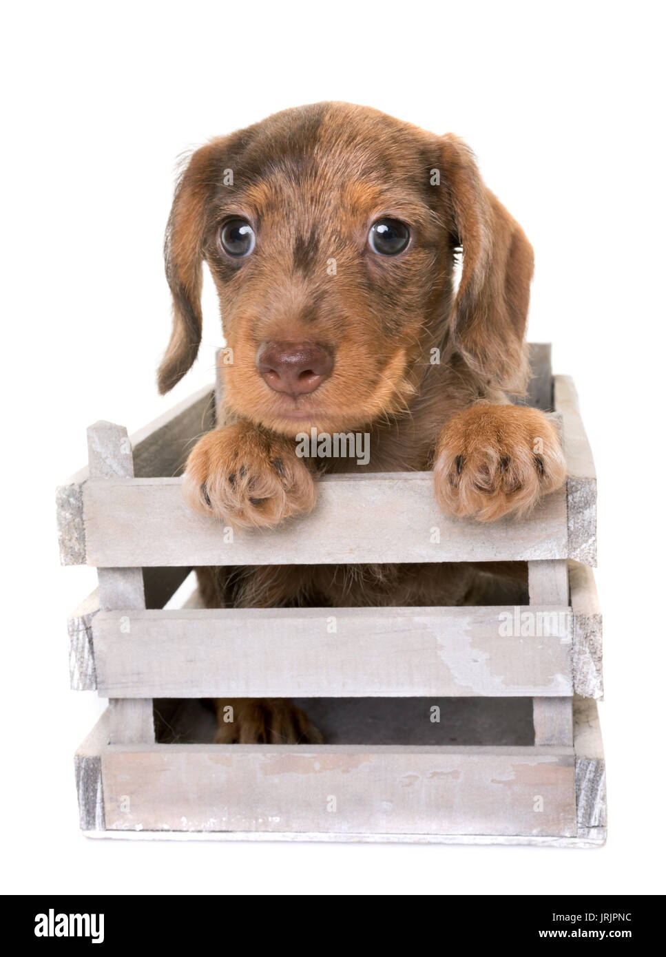 puppy Wire-haired Dachshund in front of white background Stock Photo