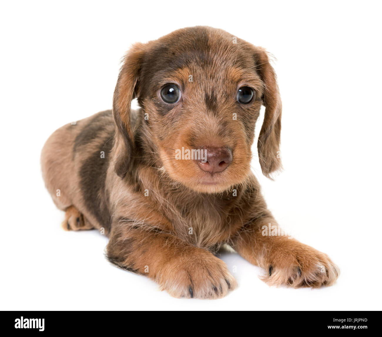 puppy Wire-haired Dachshund in front of white background Stock Photo