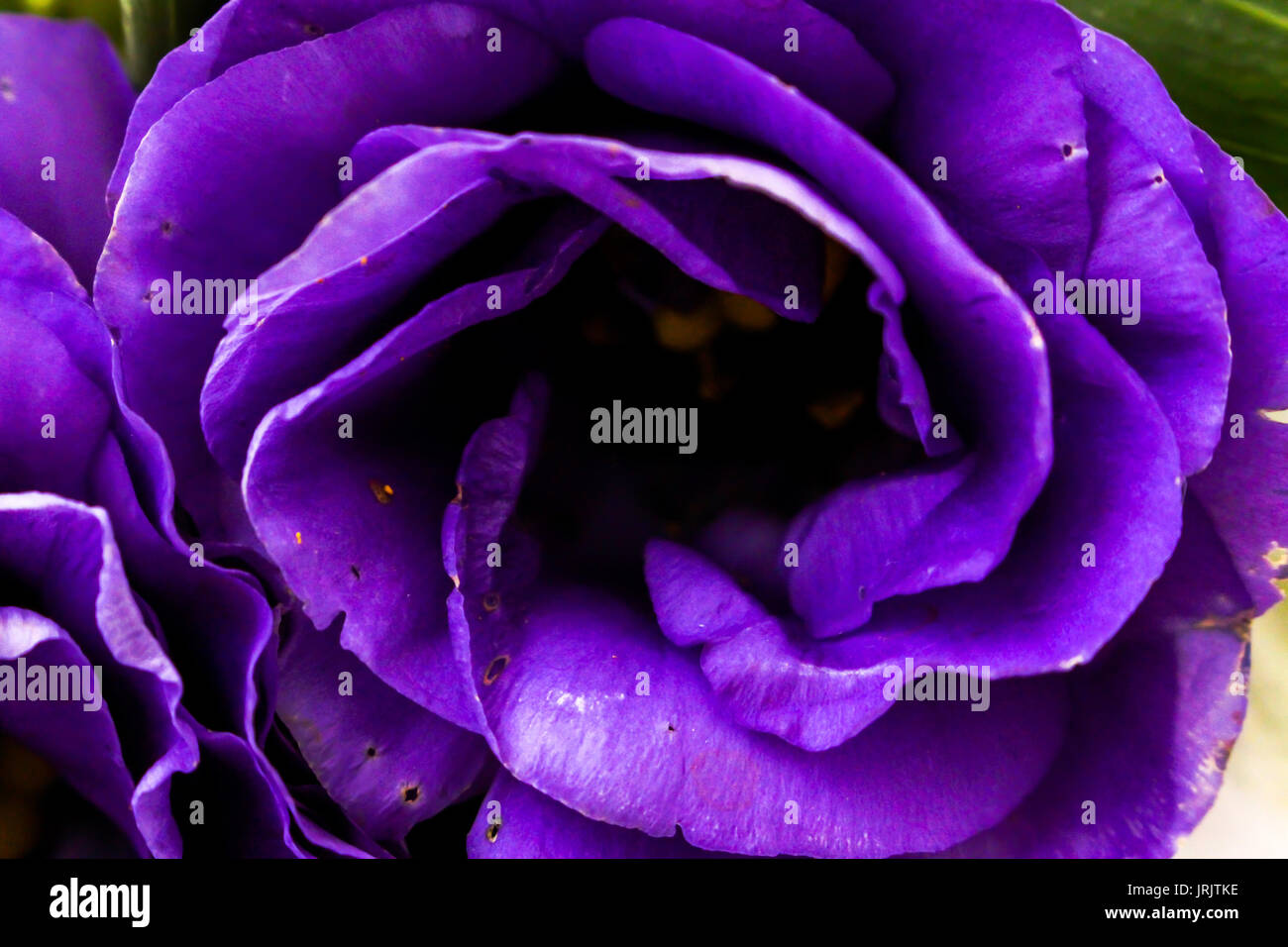 A diseases beautiful magenta rose in close up Stock Photo
