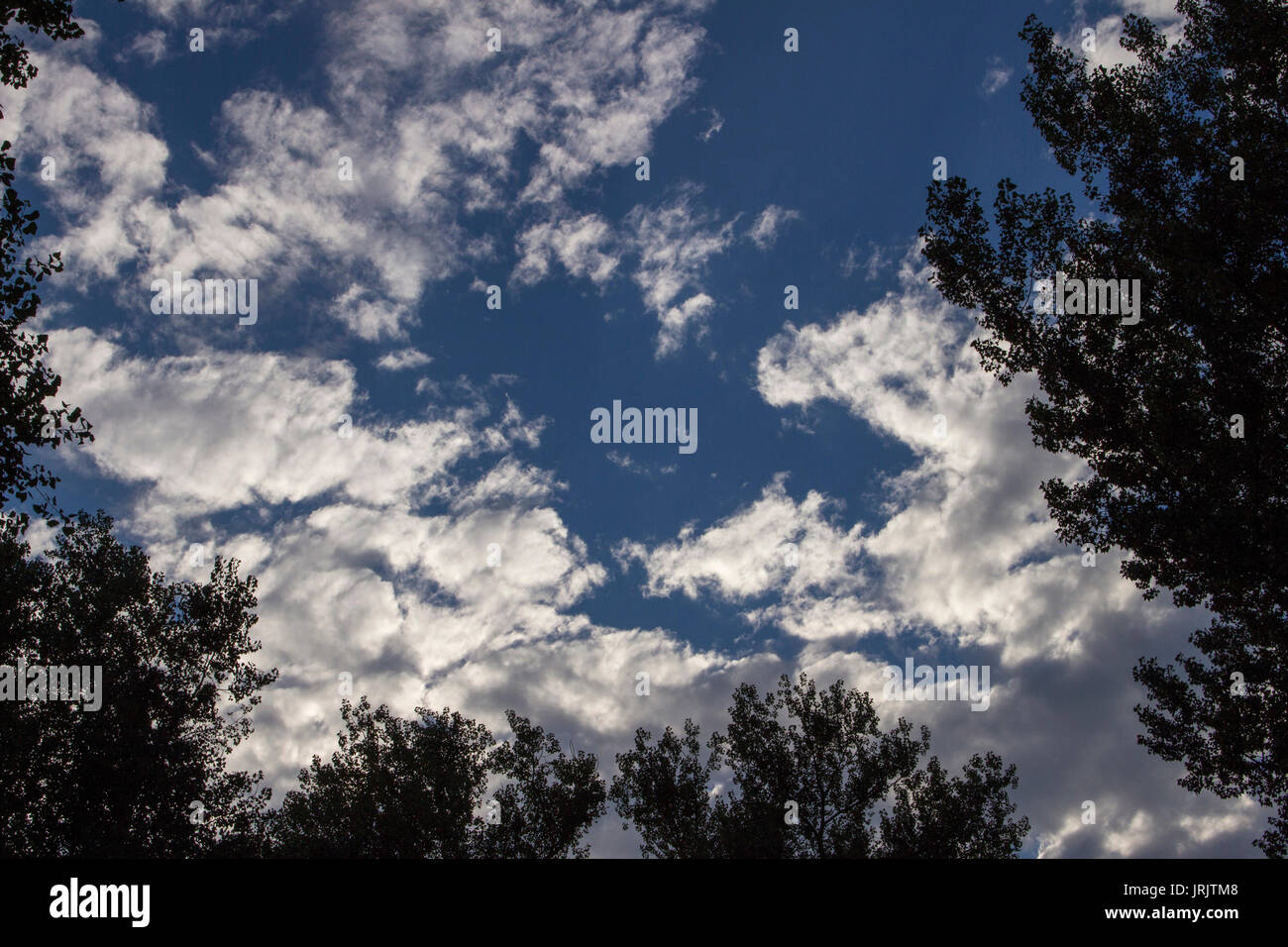 Looking to the blue sky through trees Stock Photo