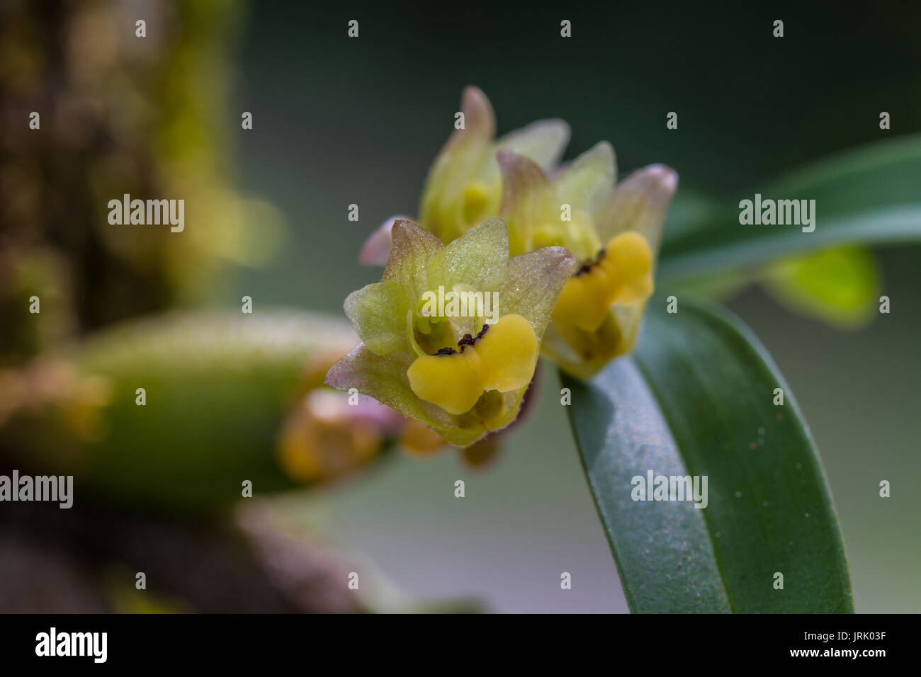 Close up Eria amica orchid in nature, Thailand Stock Photo