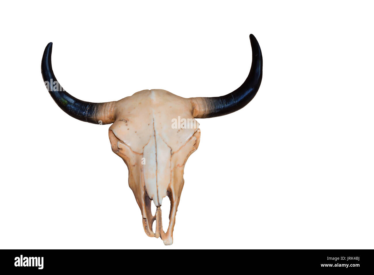 Animal skeleton, cow skull with horns isolated on white background