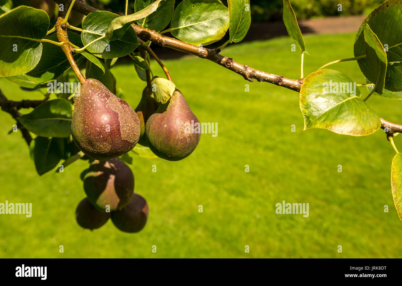 Close up of sunlit pears growing on tree in sunny garden, Scotland, UK Stock Photo