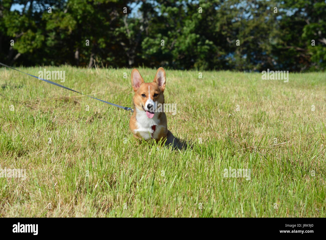 Boy pembroke welsh corgi hi-res stock photography and images - Alamy