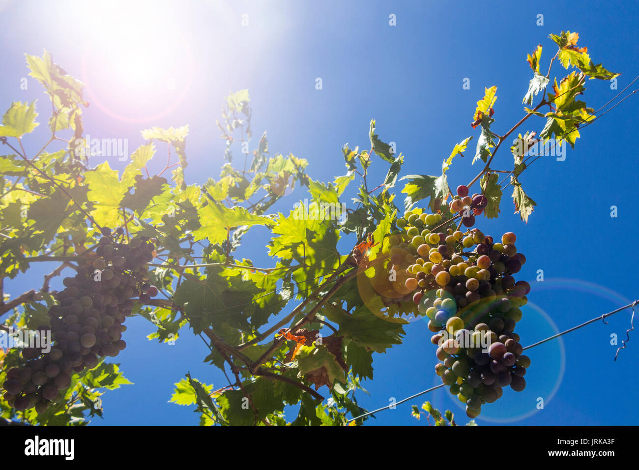 Grapes on the vine ripening under a hot European sun Stock Photo Alamy