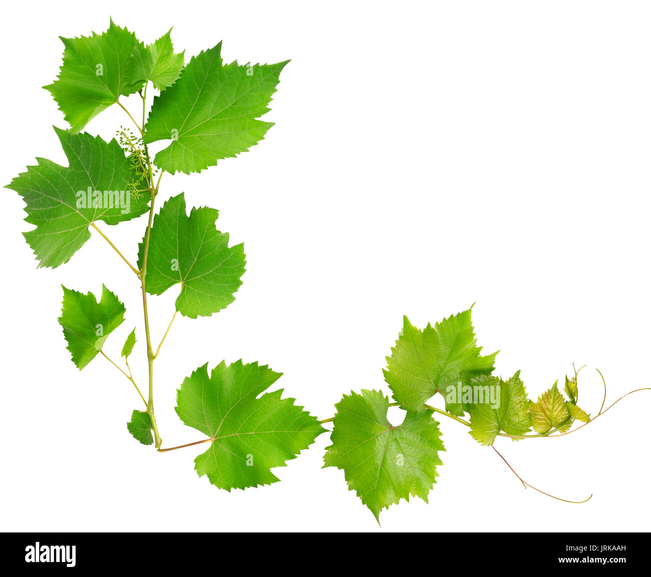 vine leaves isolated on white background Stock Photo Alamy
