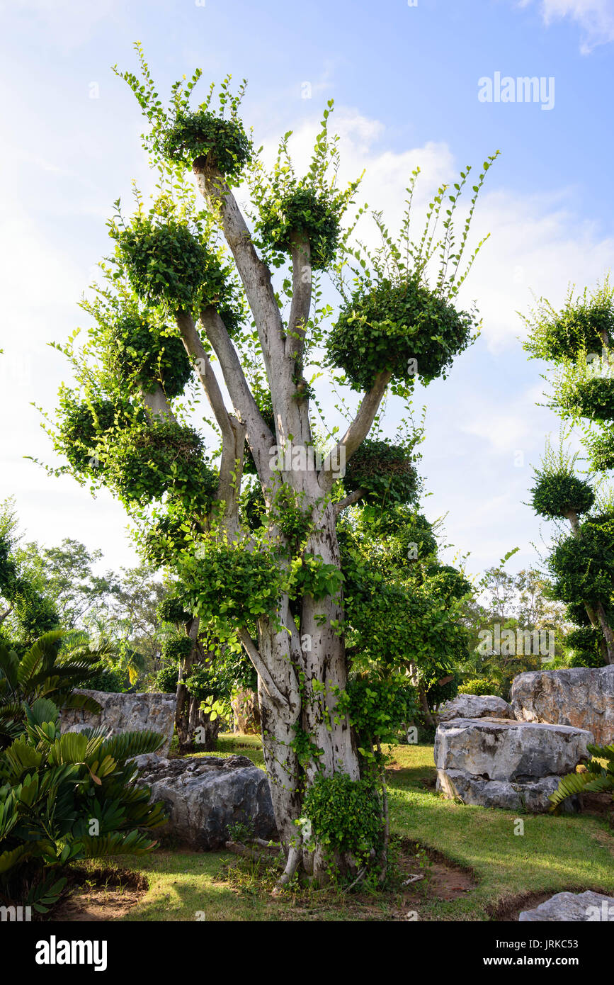 Ficus Microcarpa in the park Stock Photo