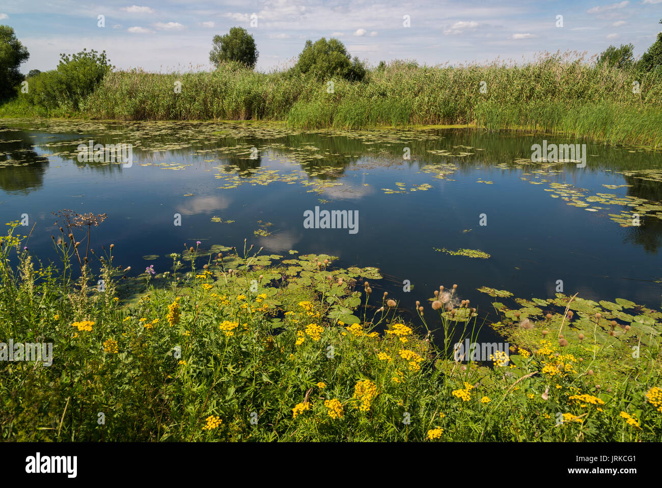 Landscape with a river in central Russia. Front focus Stock Photo - Alamy