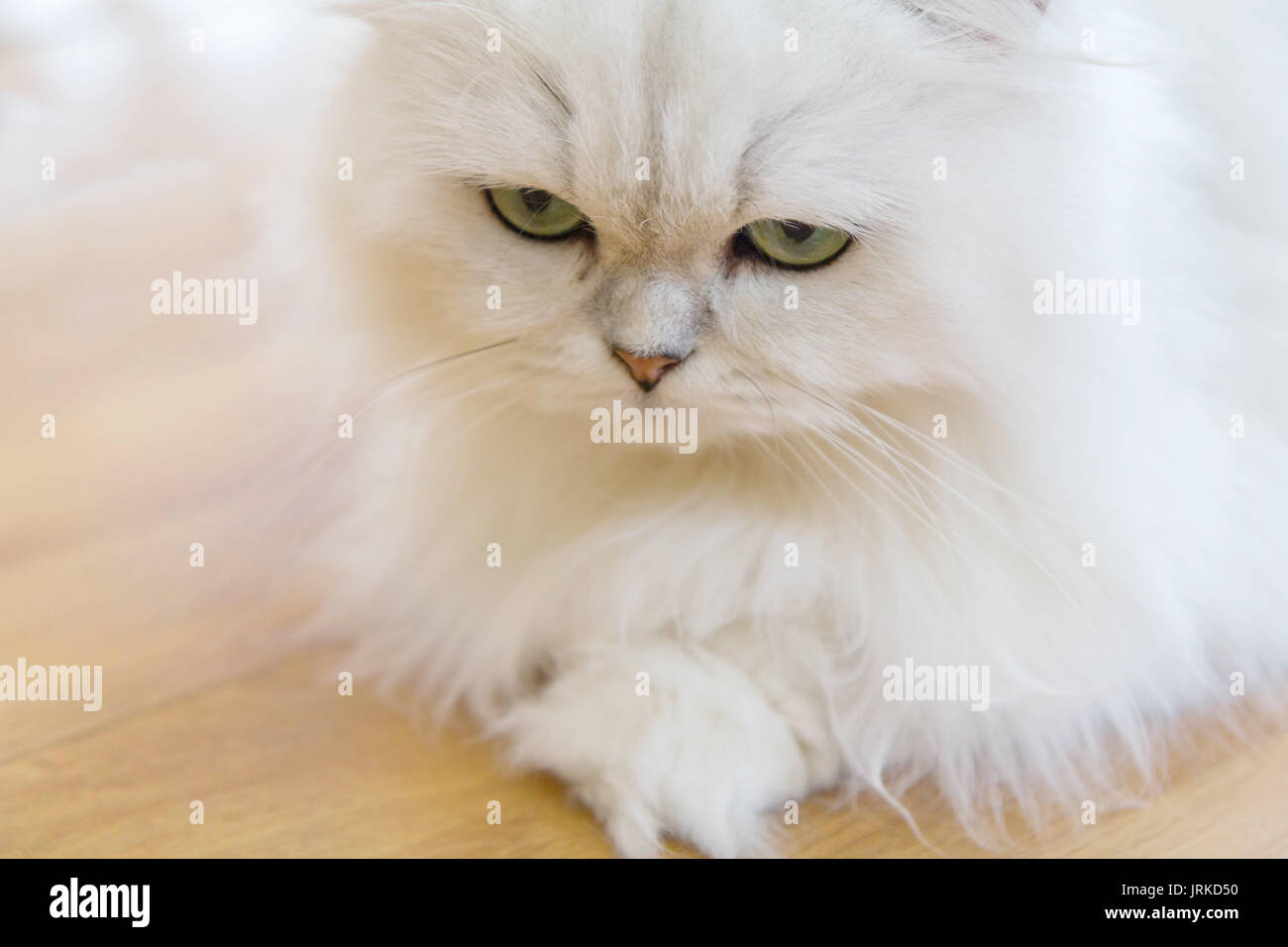 White Persian cats Stock Photo Alamy