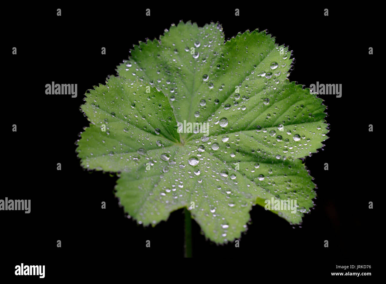 Lady's mantle (Alchemilla sp.), leaf with raindrop, North Rhine-Westphalia, Germany Stock Photo