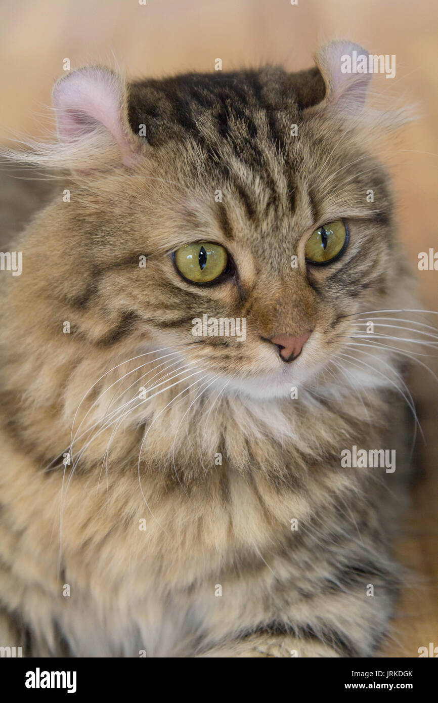 American Curl cat Stock Photo Alamy
