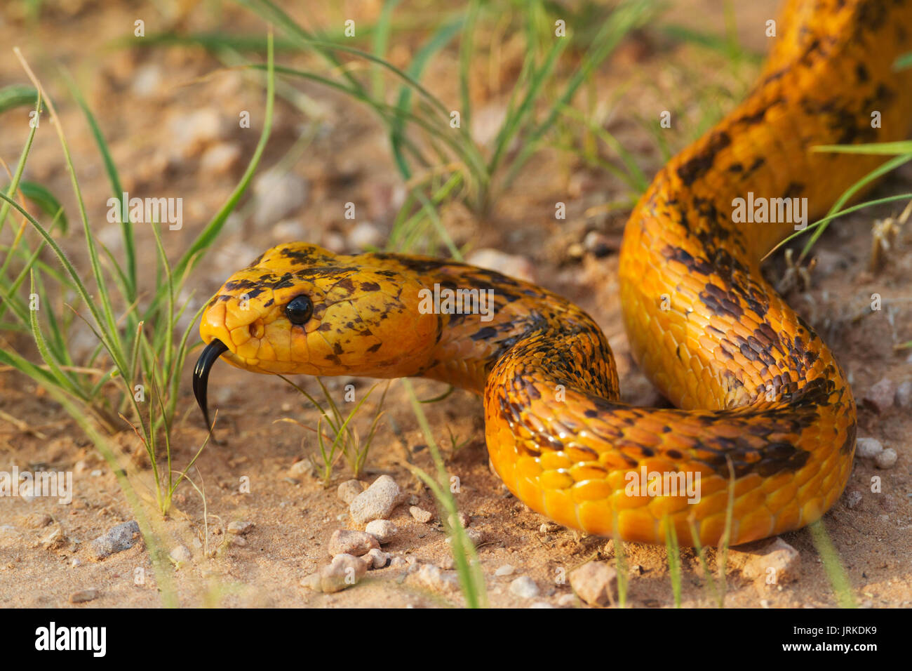 Cape Cobra (Naja nivea), sticking out tongue, during the rainy season in green grass, Kalahari Desert Stock Photo