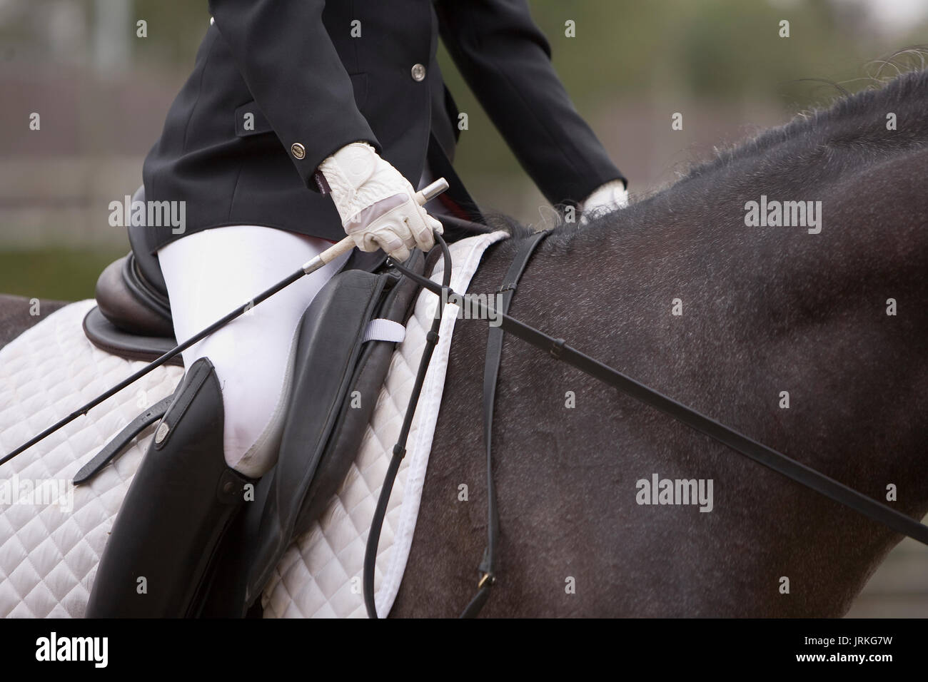 Detail of saddle and leads a Spanish purebred horse, Spain Stock Photo