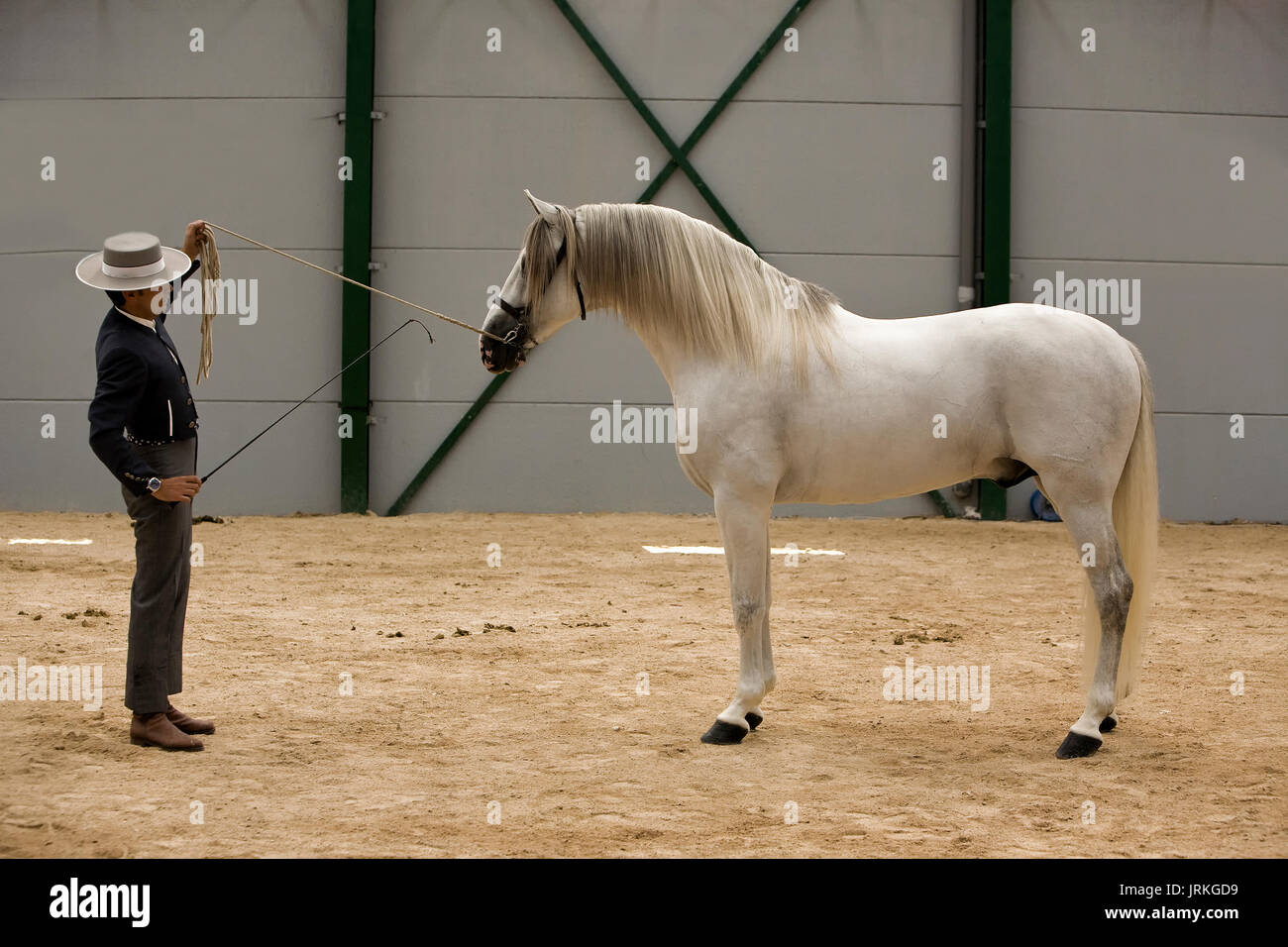 Spanish purebred horse competing in dressage competition classic, Spain