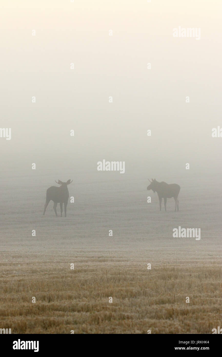 Two bull moose in the fog on a field Stock Photo