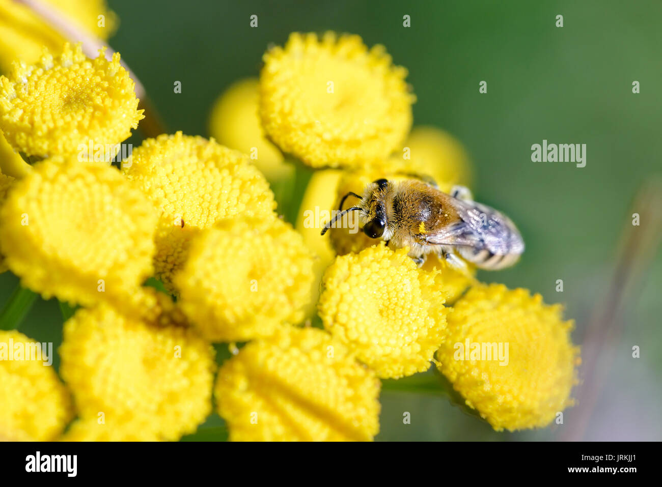 A Colletes simulans also known as plasterer bee or or polyester bee, foraging on a yellow Tansy flower (Tanacetum vulgare), under the warm summer sun. Stock Photo