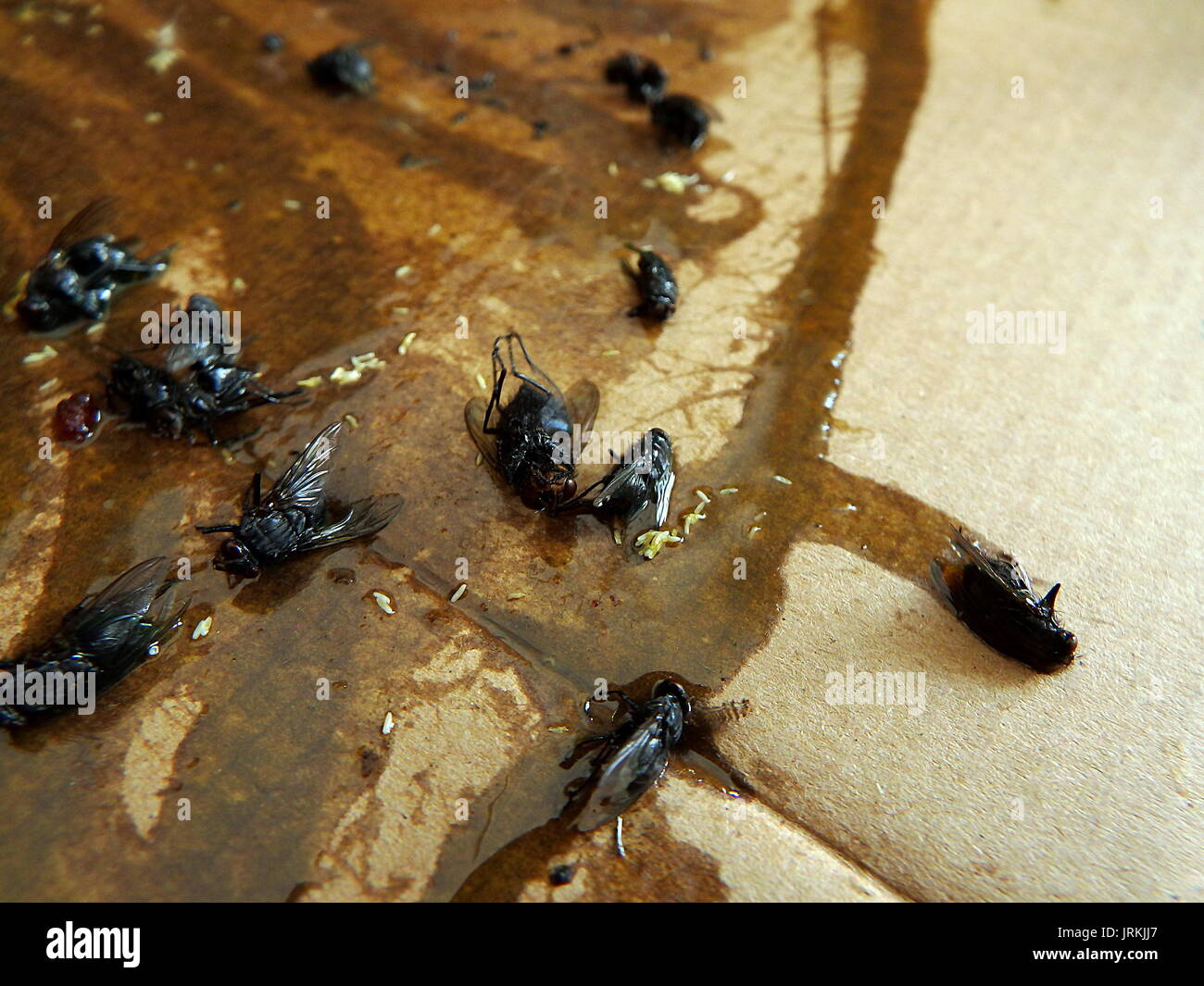 Flies caught on sticky fly paper trap Stock Photo Alamy