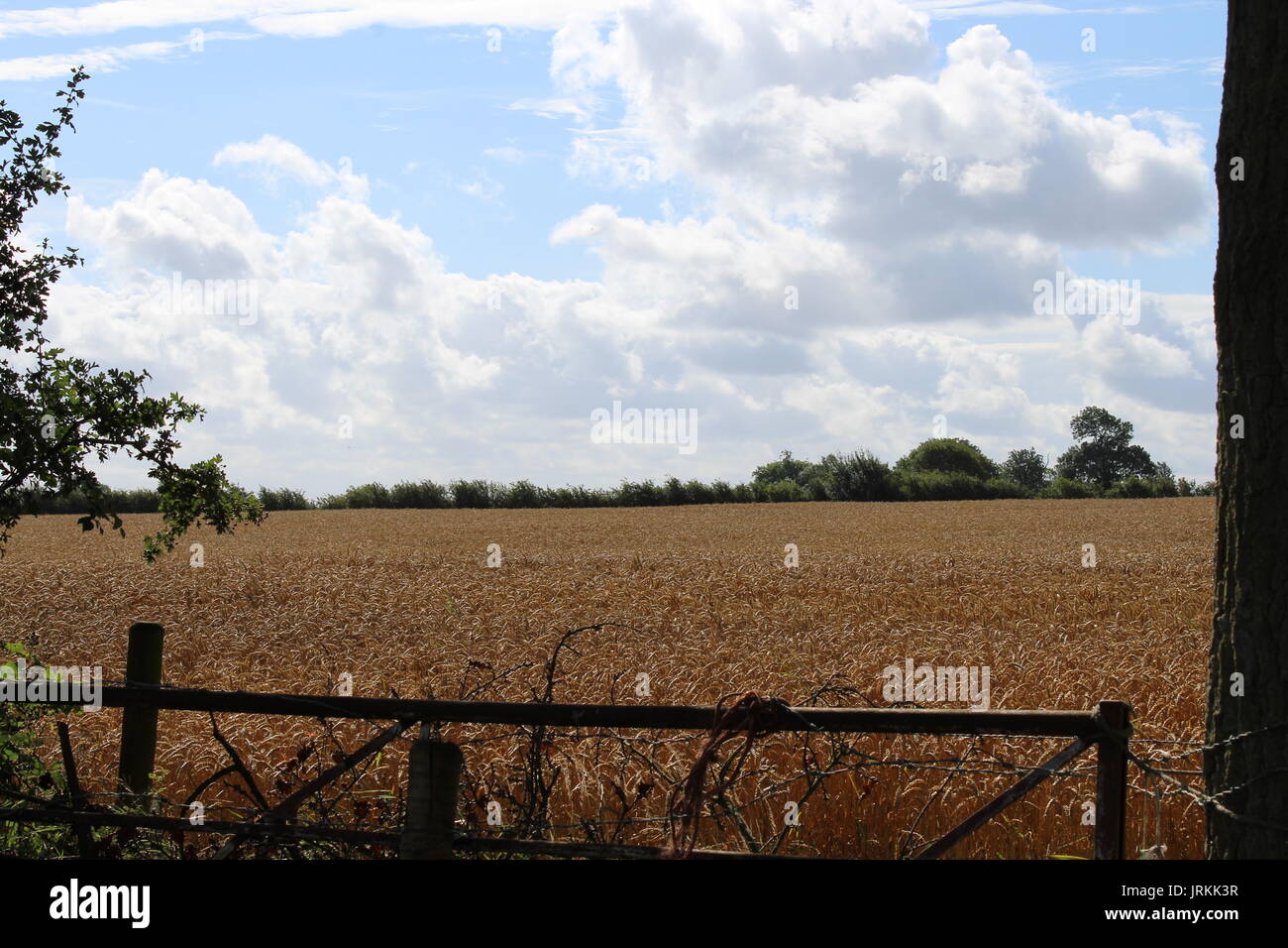 view through gateway into wheat field Stock Photo