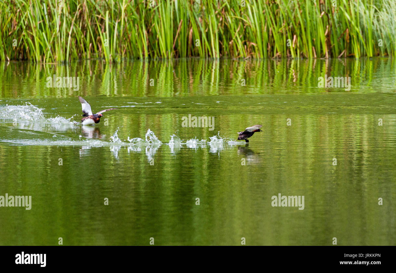 Slavonian grebe chasing little grebe Stock Photo