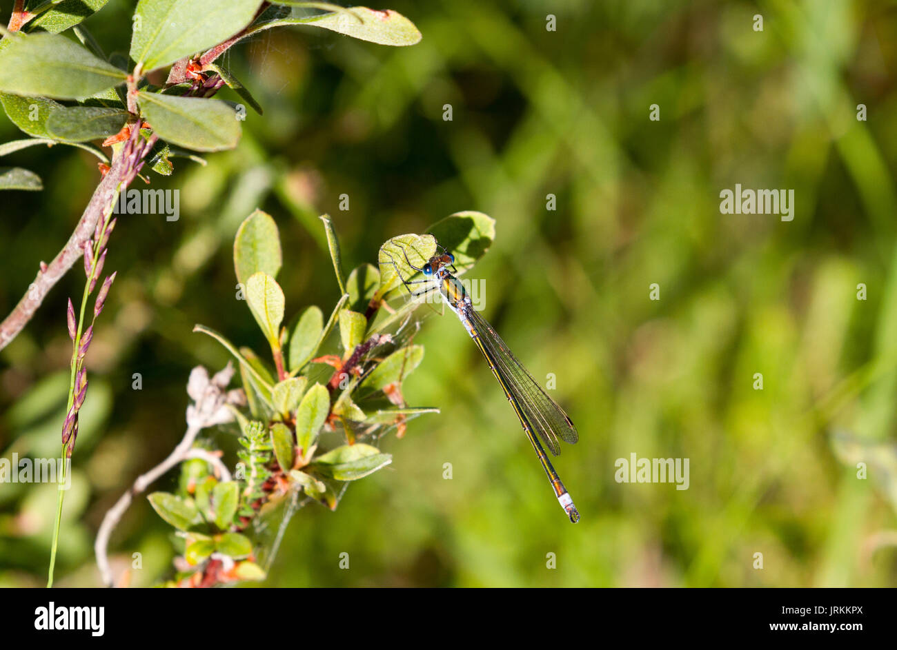 Emerald damselfly on leaf Stock Photo - Alamy