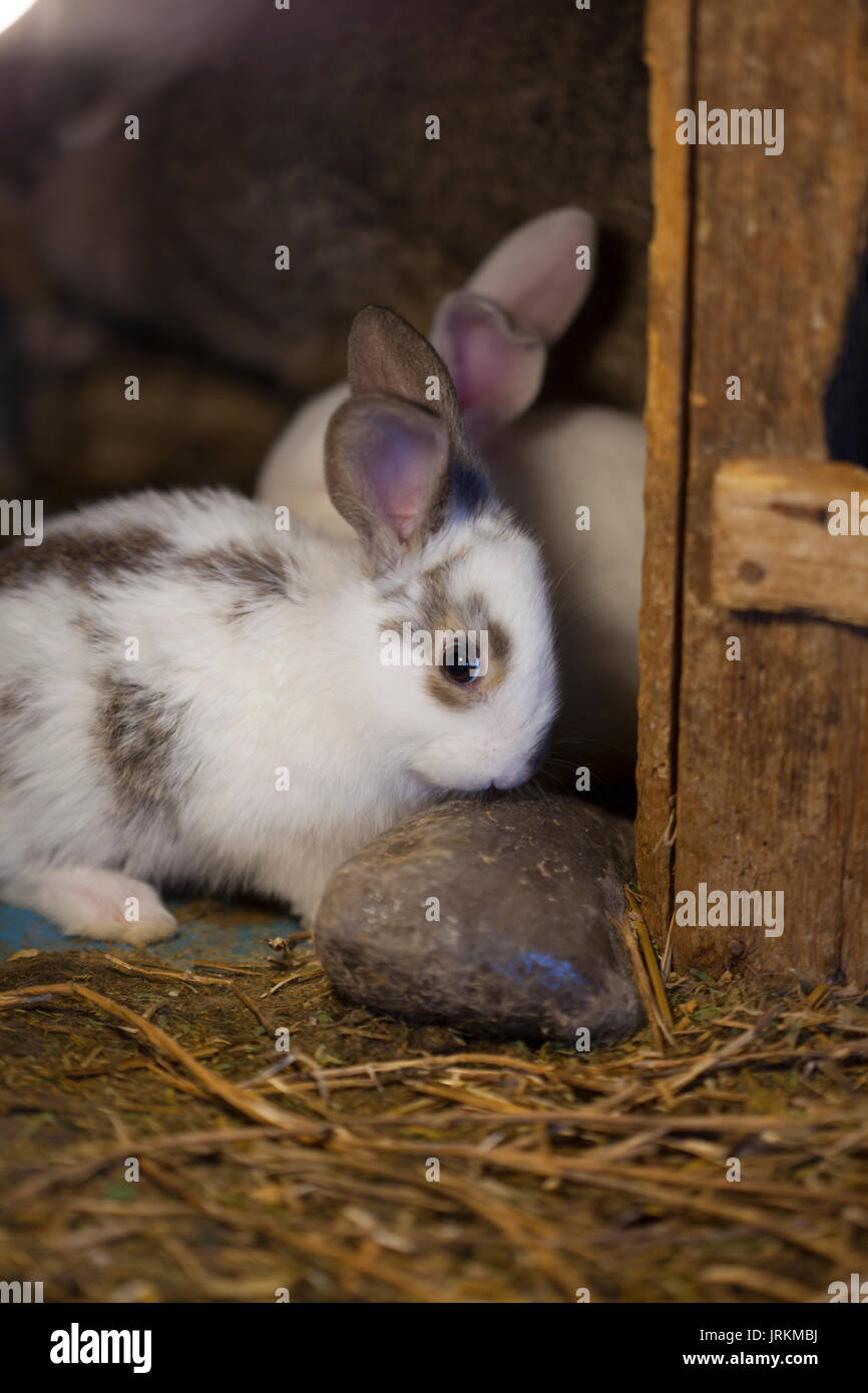 Rabits in a wood cage Stock Photo - Alamy