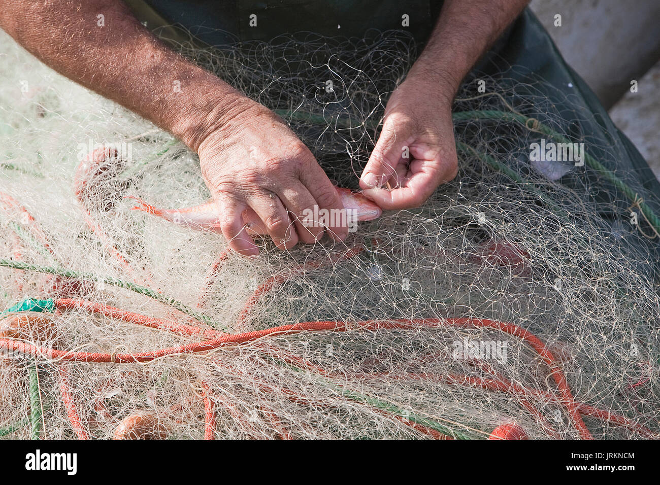 Sailor taking a fish of their fishing nets in the port of Estepona