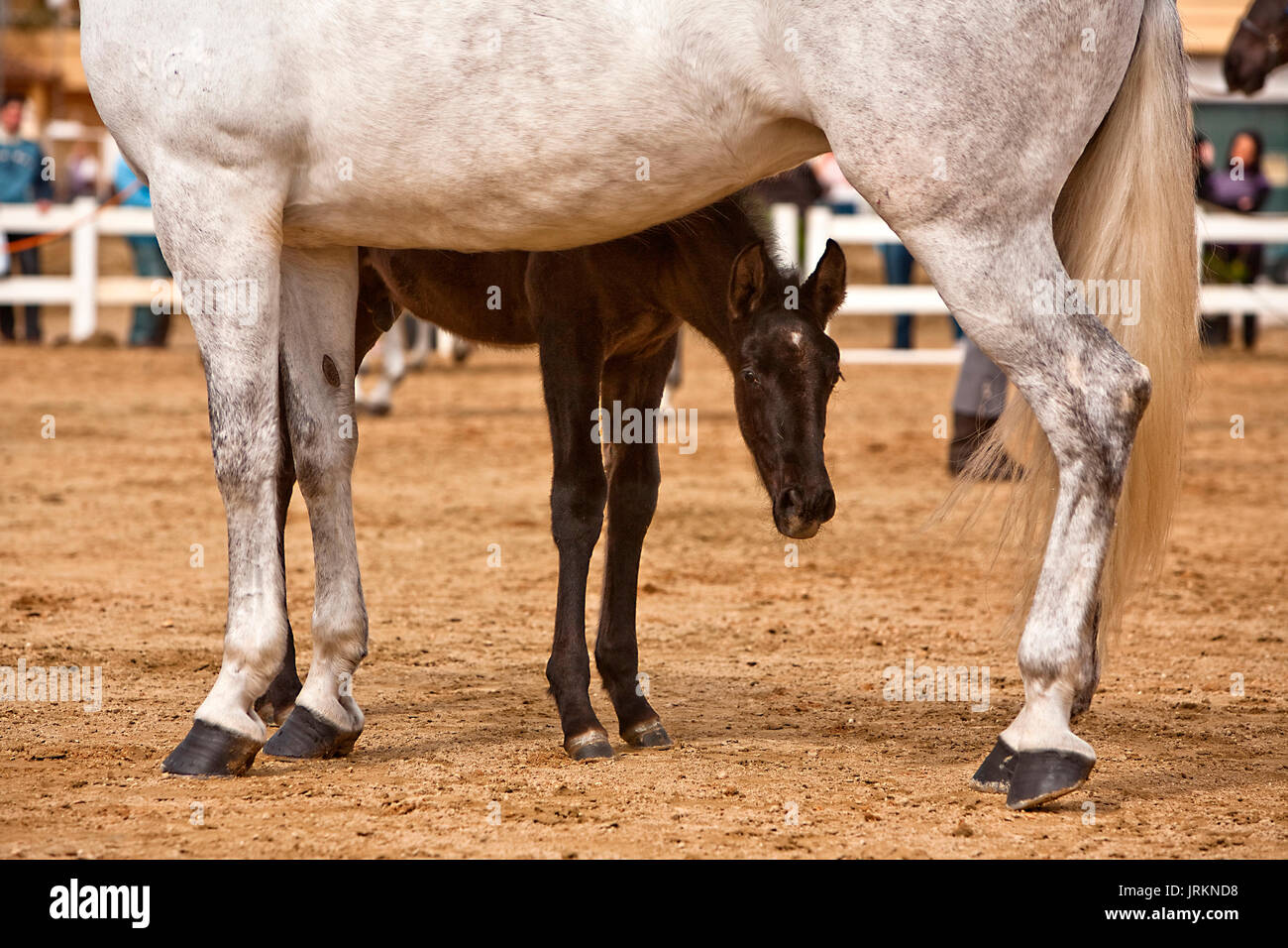 Mother horse and nursing baby Stock Photo Alamy