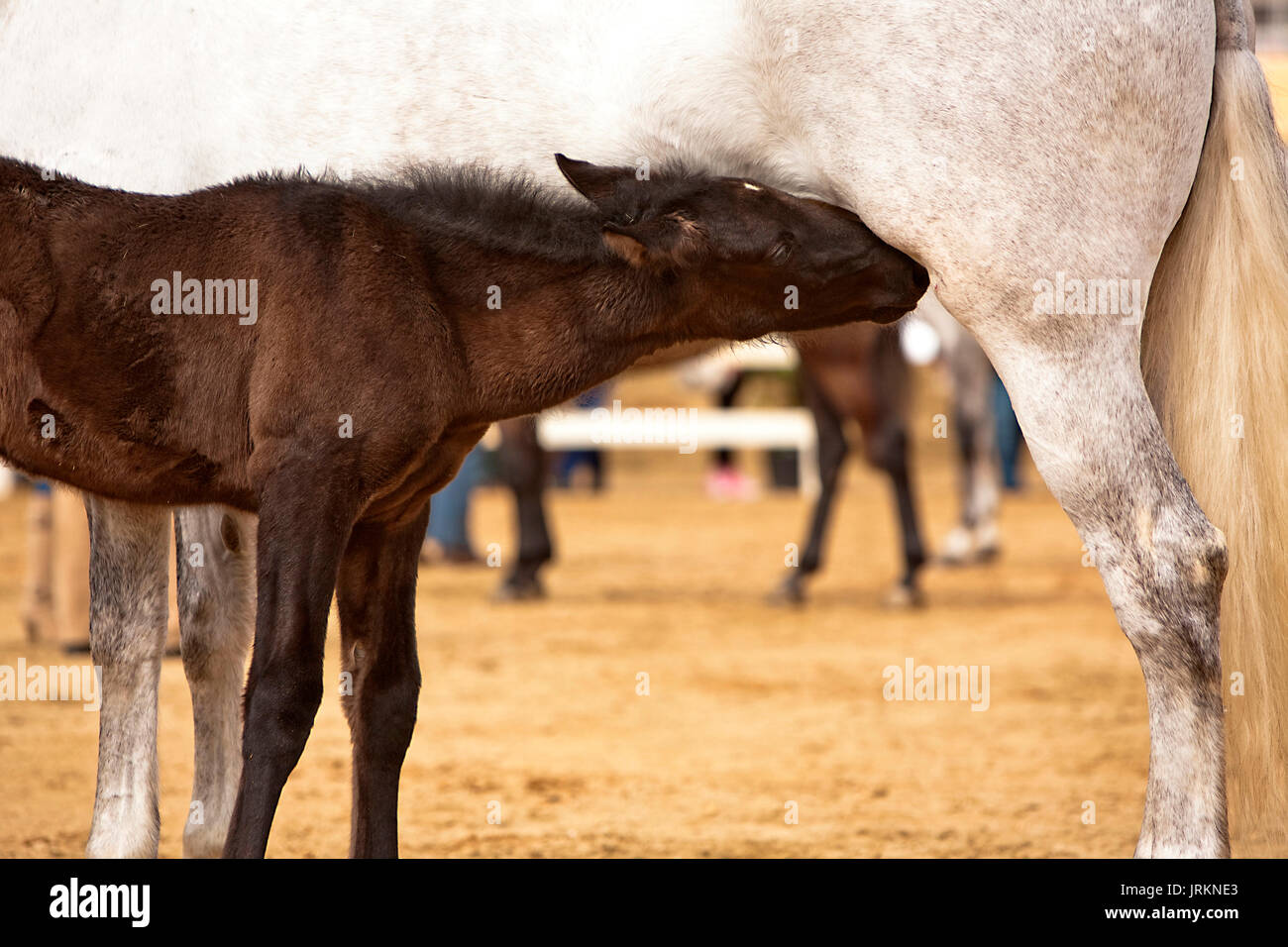 Horse sucking hires stock photography and images Alamy