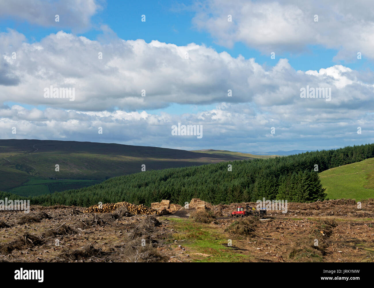 Tree felling near Tan hill, North Yorkshire, England UK Stock Photo - Alamy