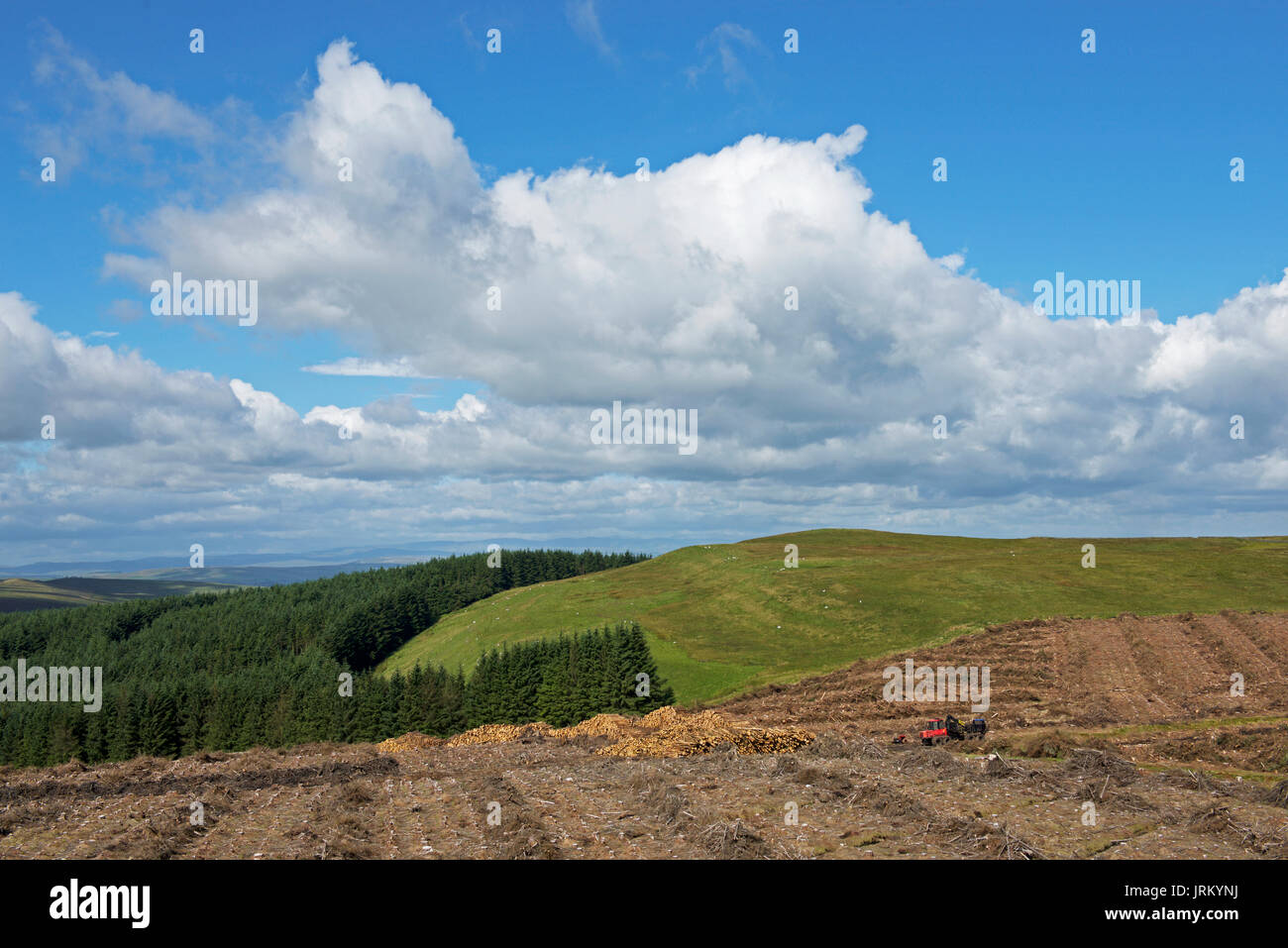 Tree felling near Tan hill, North Yorkshire, England UK Stock Photo - Alamy