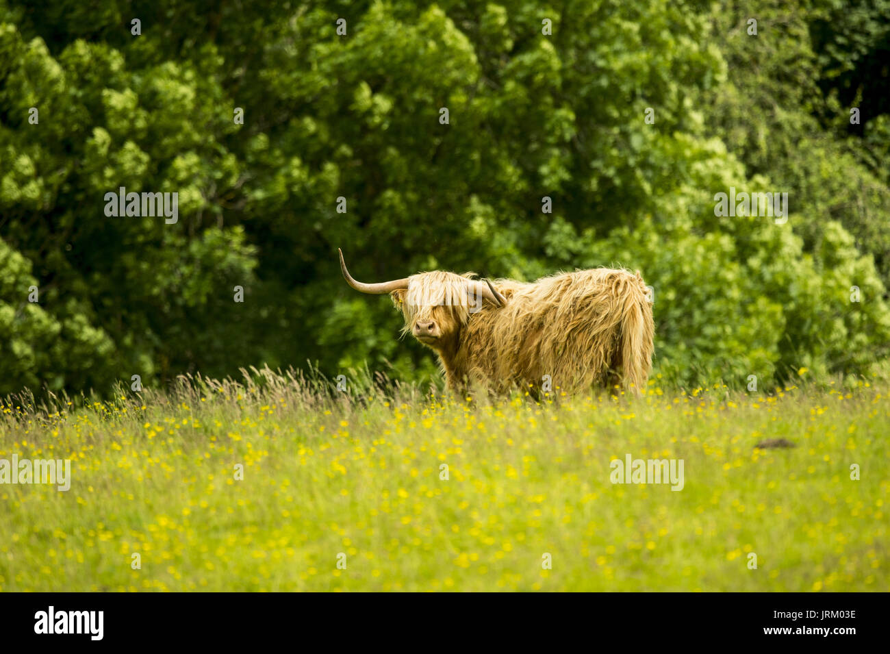 Highland cattle in a field at Stirling Castle in Scotland. Featuring