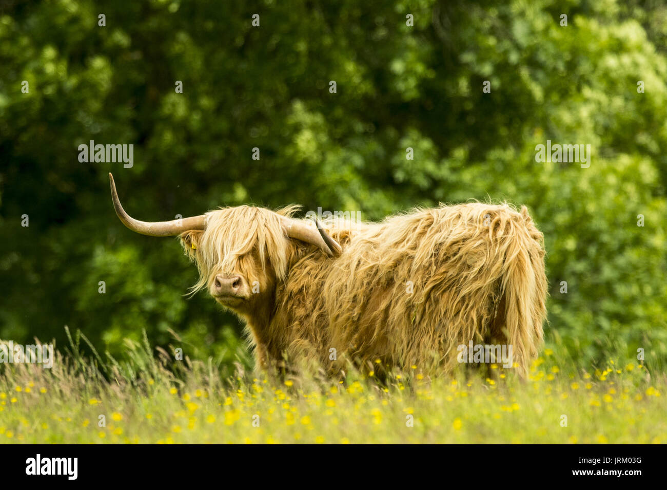 Highland cattle in a field at Stirling Castle in Scotland. Featuring