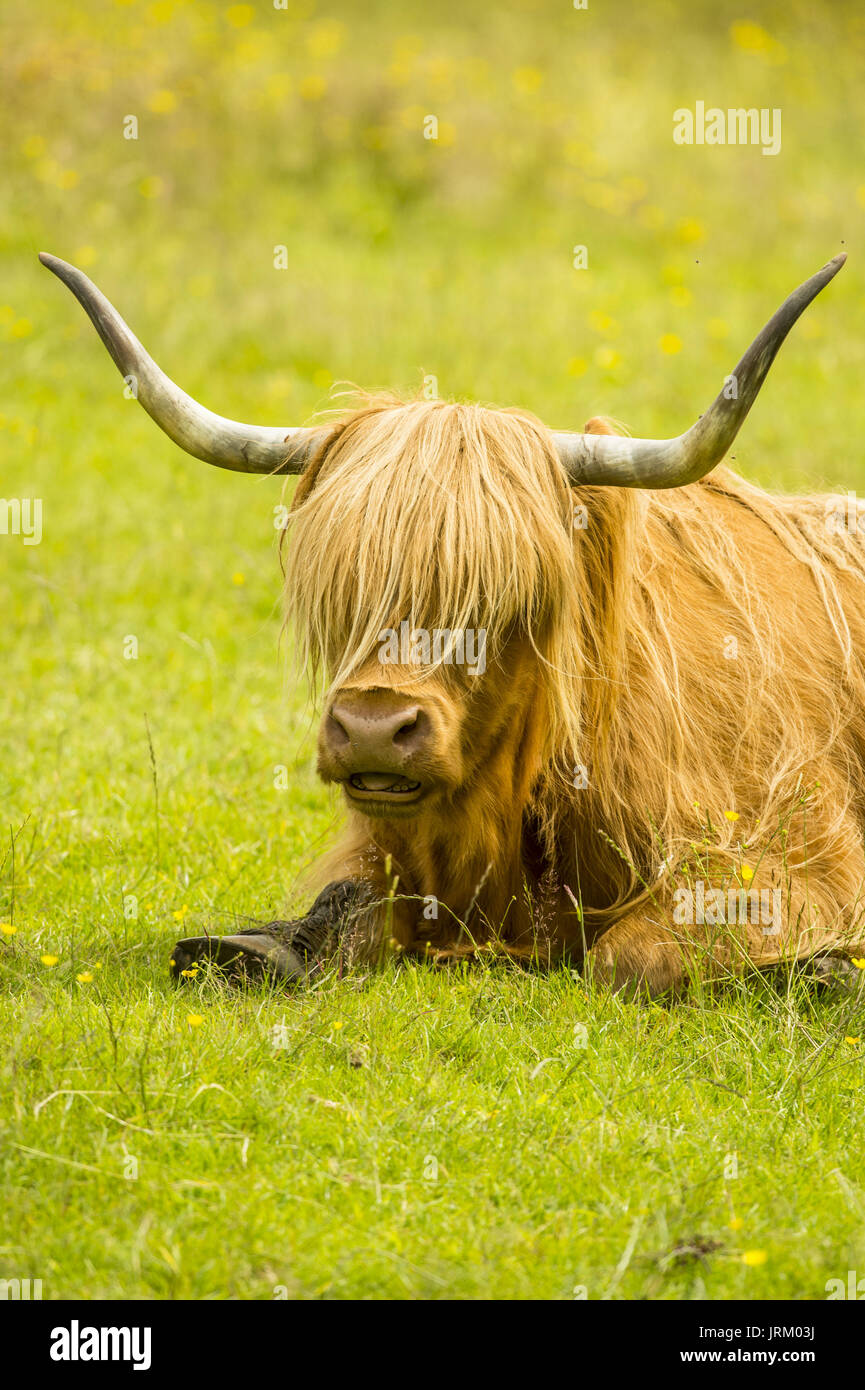 Highland cattle in a field at Stirling Castle in Scotland. Featuring