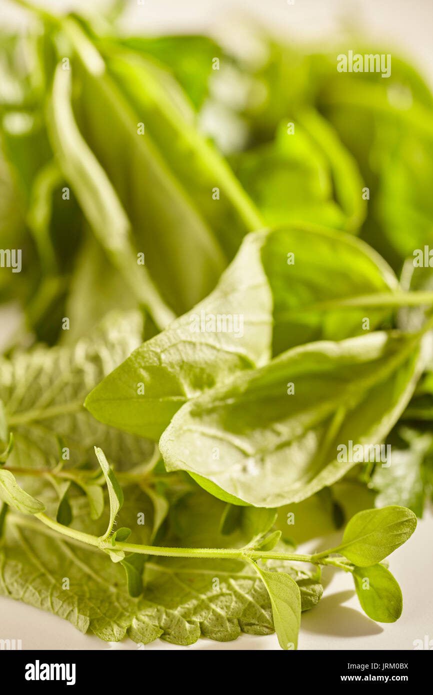 fresh herbs including basil and sage from my Lancaster, Pennsylvania Garden Stock Photo