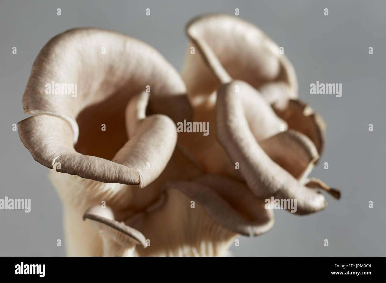 raw, Gray Oyster Mushrooms grown by Primordia Farm in Pennsylvania, USA
