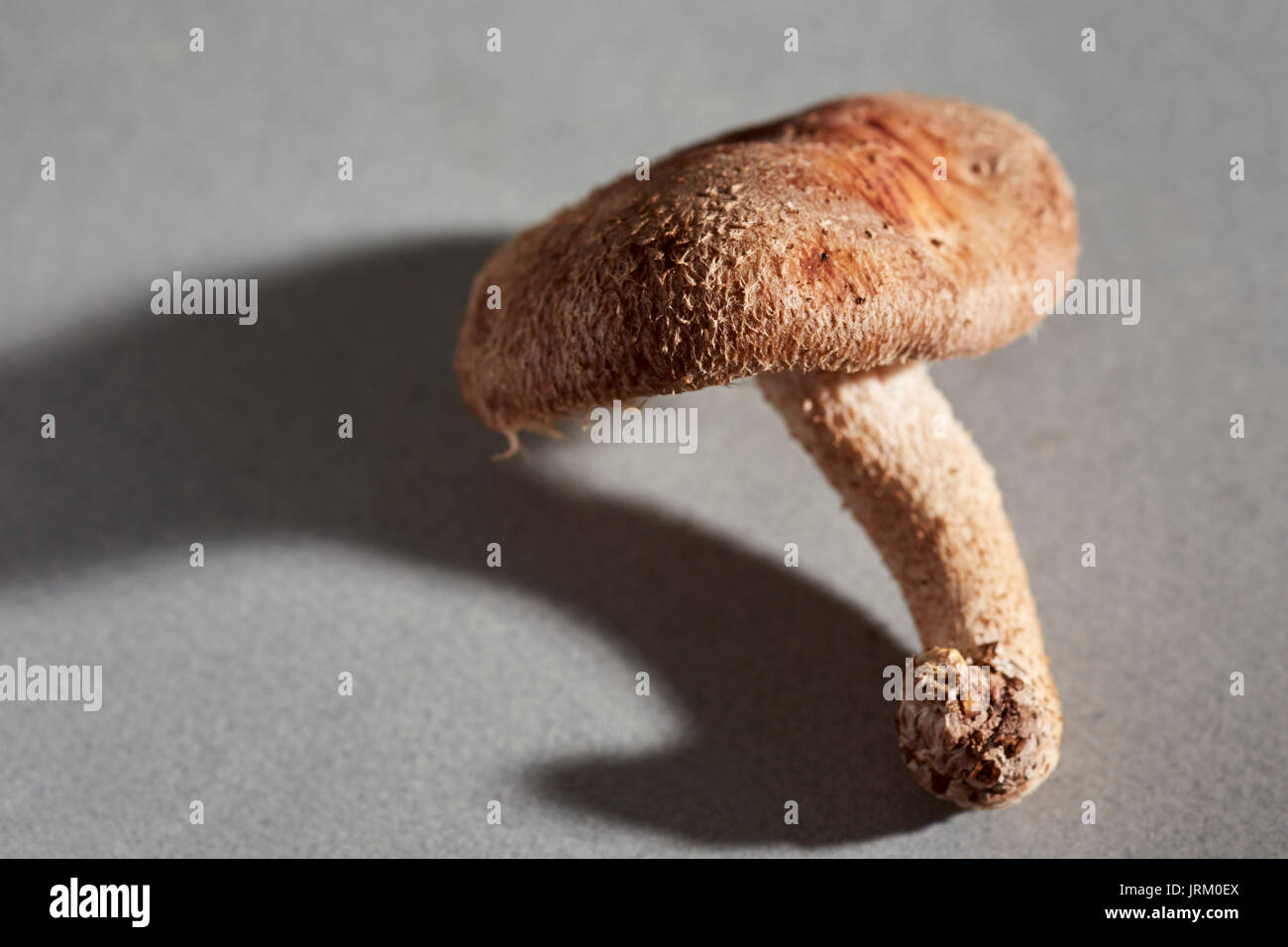 a single fresh raw shiitake mushroom from a Pennsylvania farm Stock