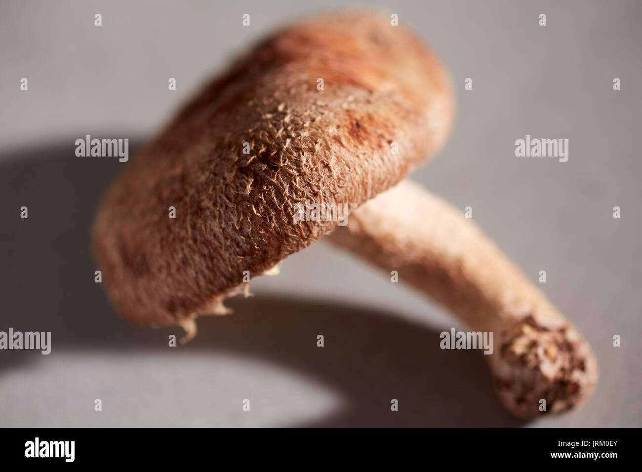 a single fresh raw shiitake mushroom from a Pennsylvania farm Stock