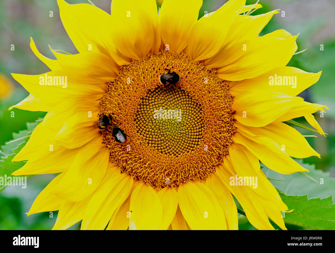 The large, bright yellow flower heads of sunflowers present a nectar and pollen mother lode for their pollinators, which are bees of all kinds. Stock Photo