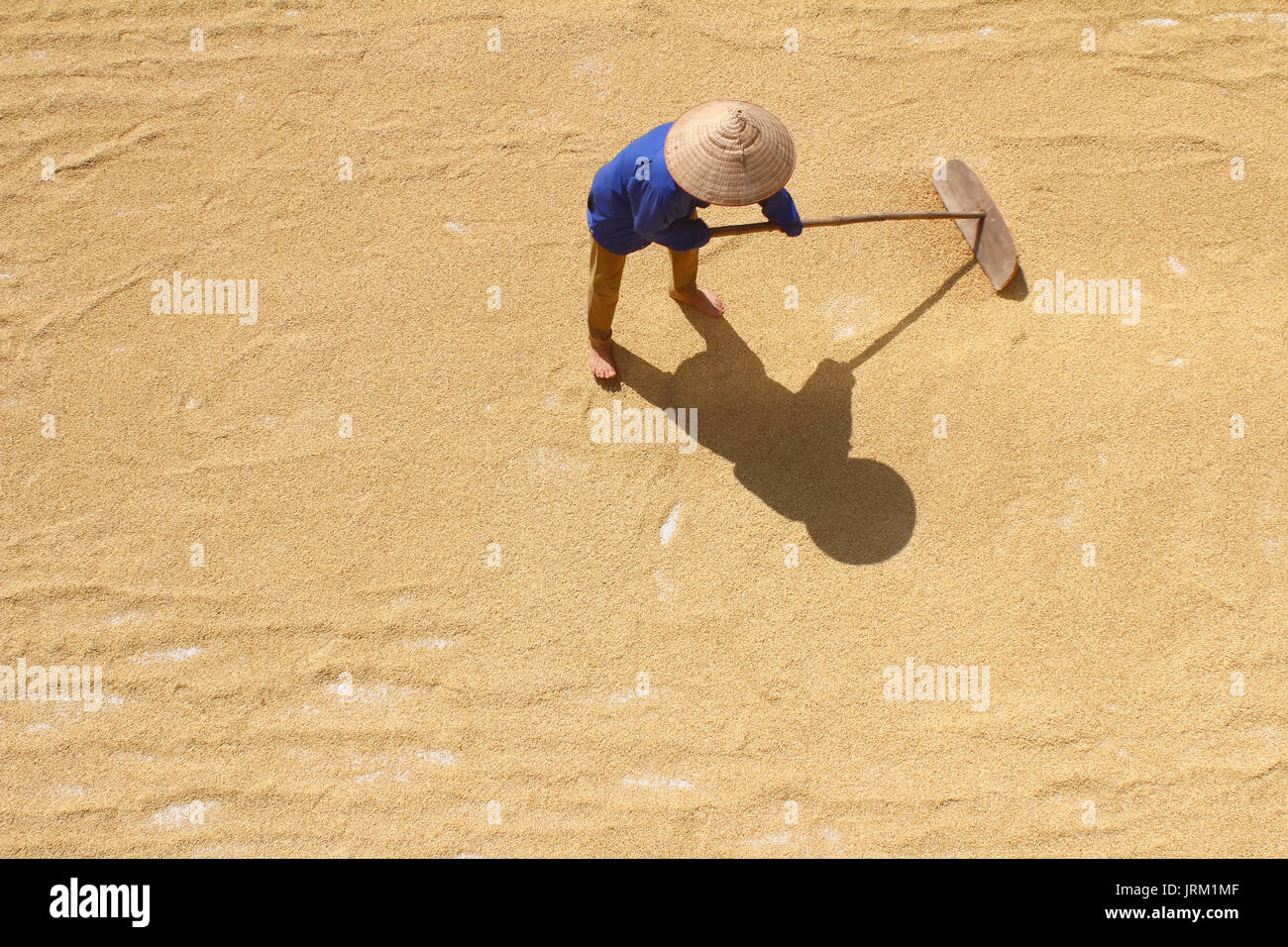 Threshing rice by hand hi-res stock photography and images - Alamy