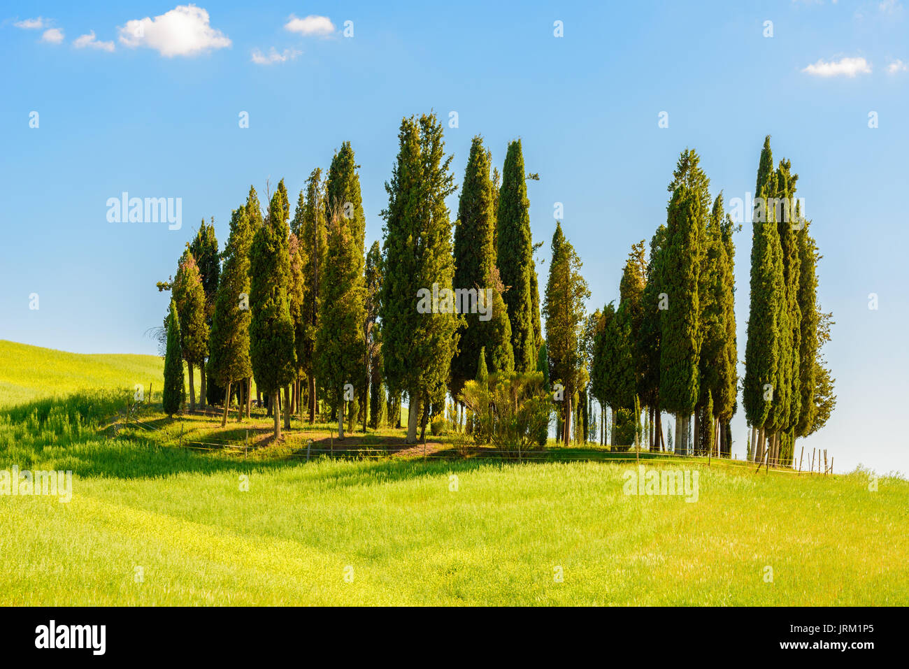 PIENZA, ITALY - MAY 21, 2017 - Cypress trees in a middle of a green field in the Natural Area of Val d'Orcia in Tuscany. Stock Photo