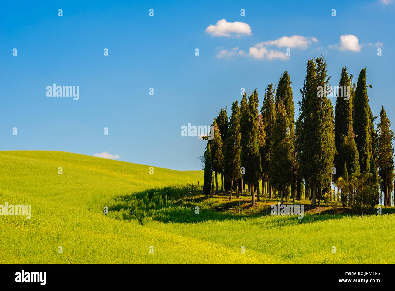 PIENZA, ITALY - MAY 21, 2017 - Cypress trees in a middle of a green field in the Natural Area of Val d'Orcia in Tuscany. Stock Photo