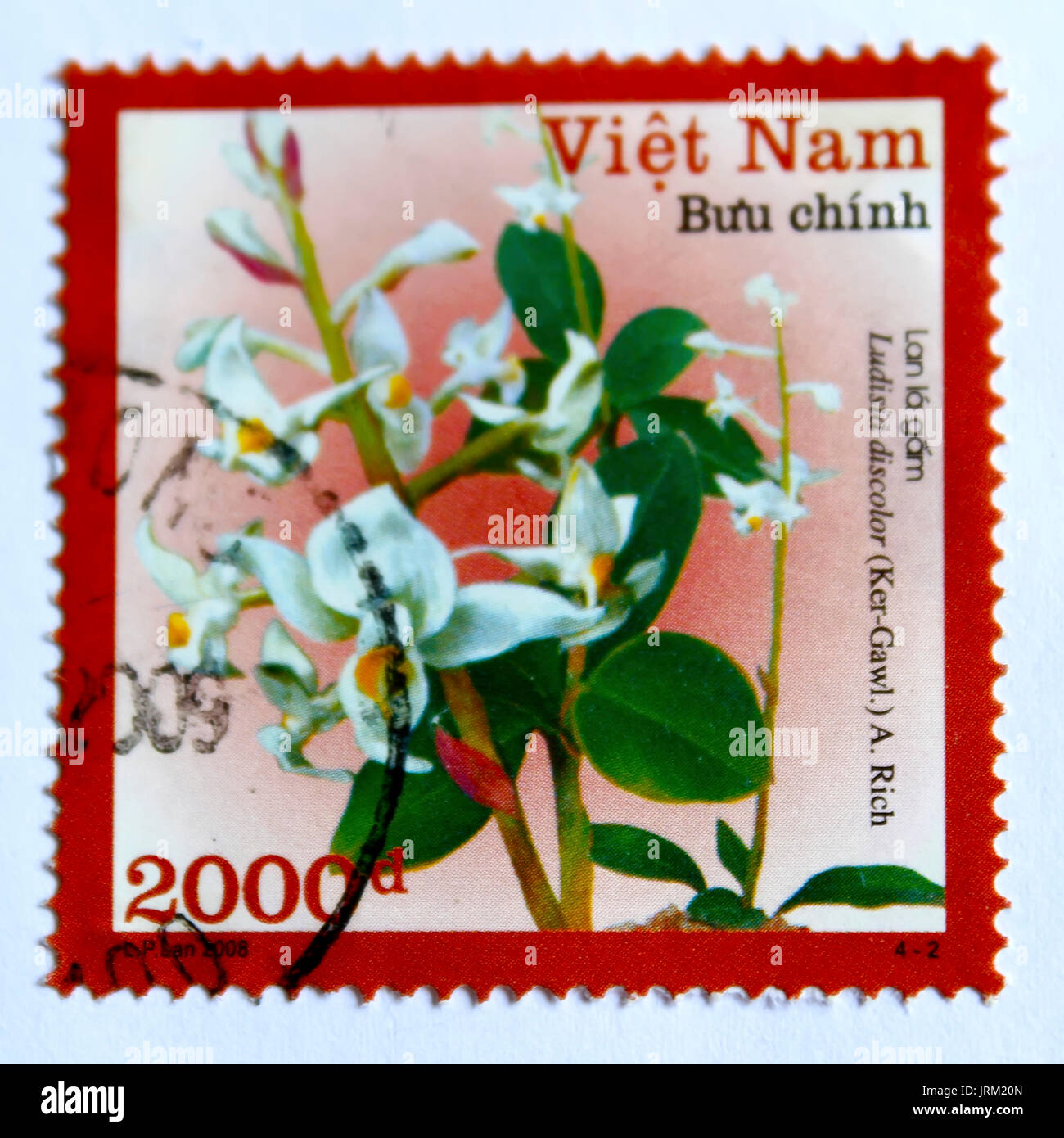 VIETNAM - CIRCA 2008: A stamp printed in Vietnam shows White orchid ...