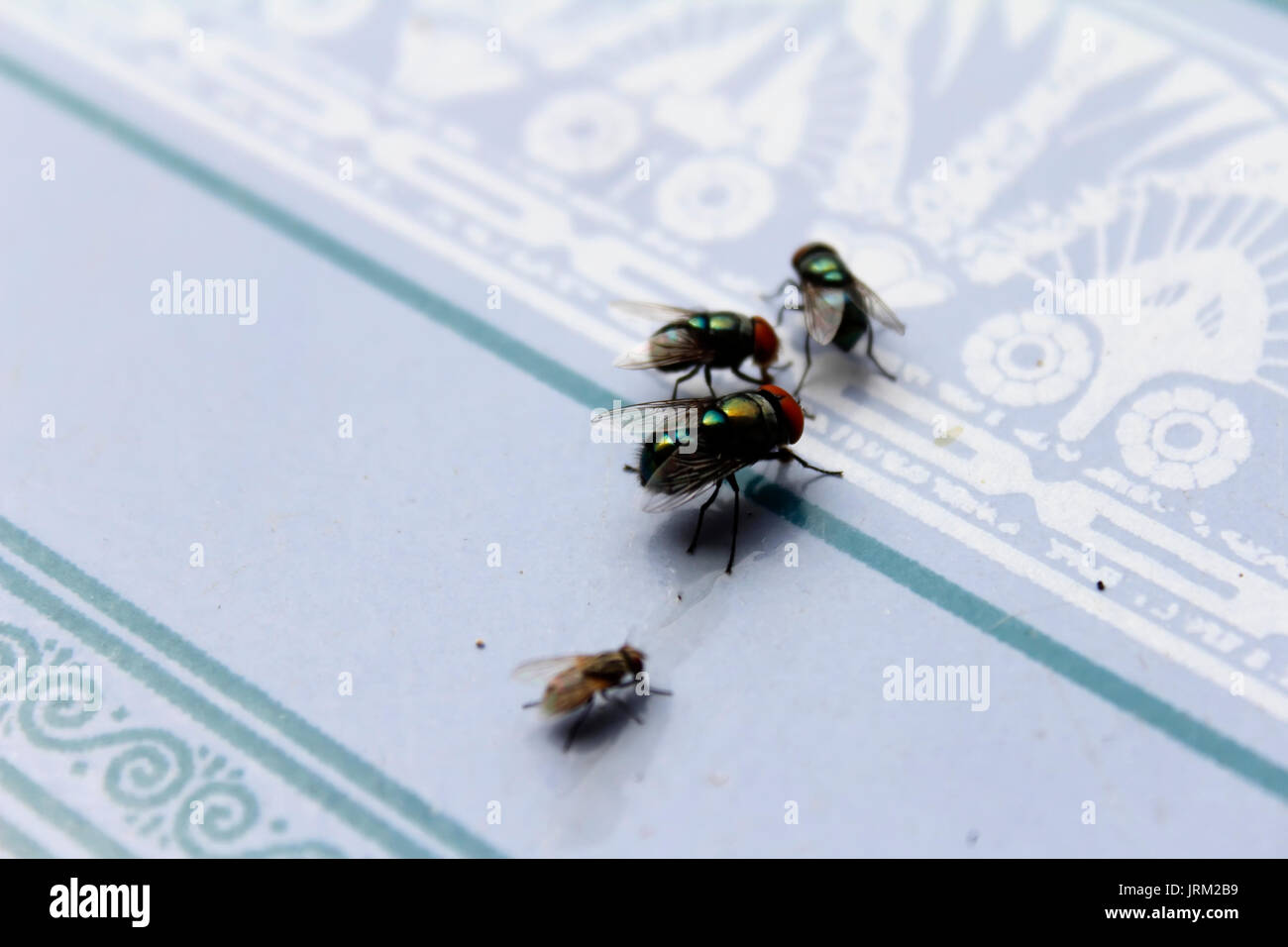 flies eat food Stock Photo Alamy