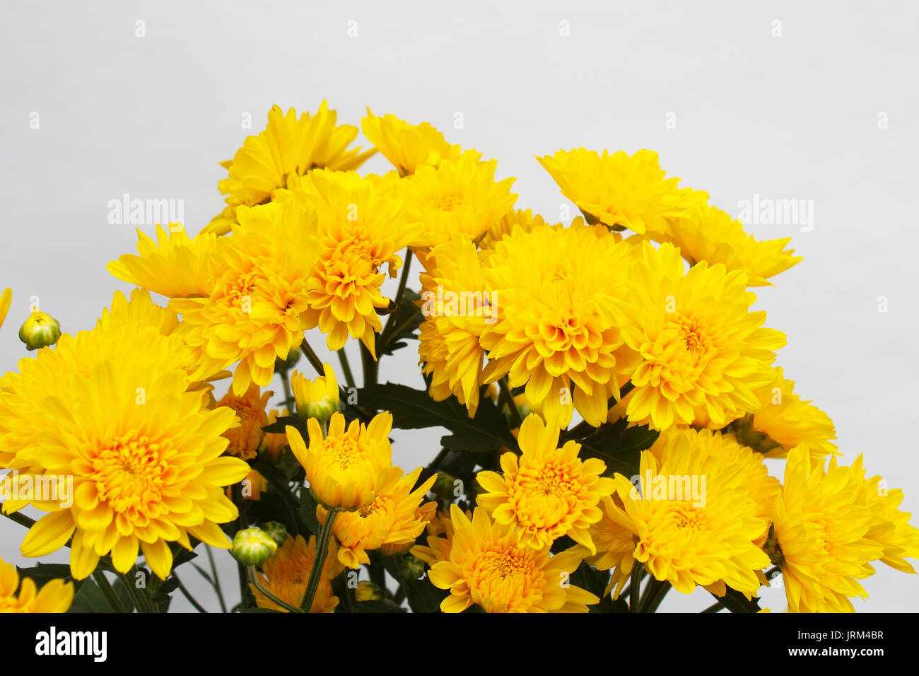 yellow flower isolated on white background Stock Photo - Alamy