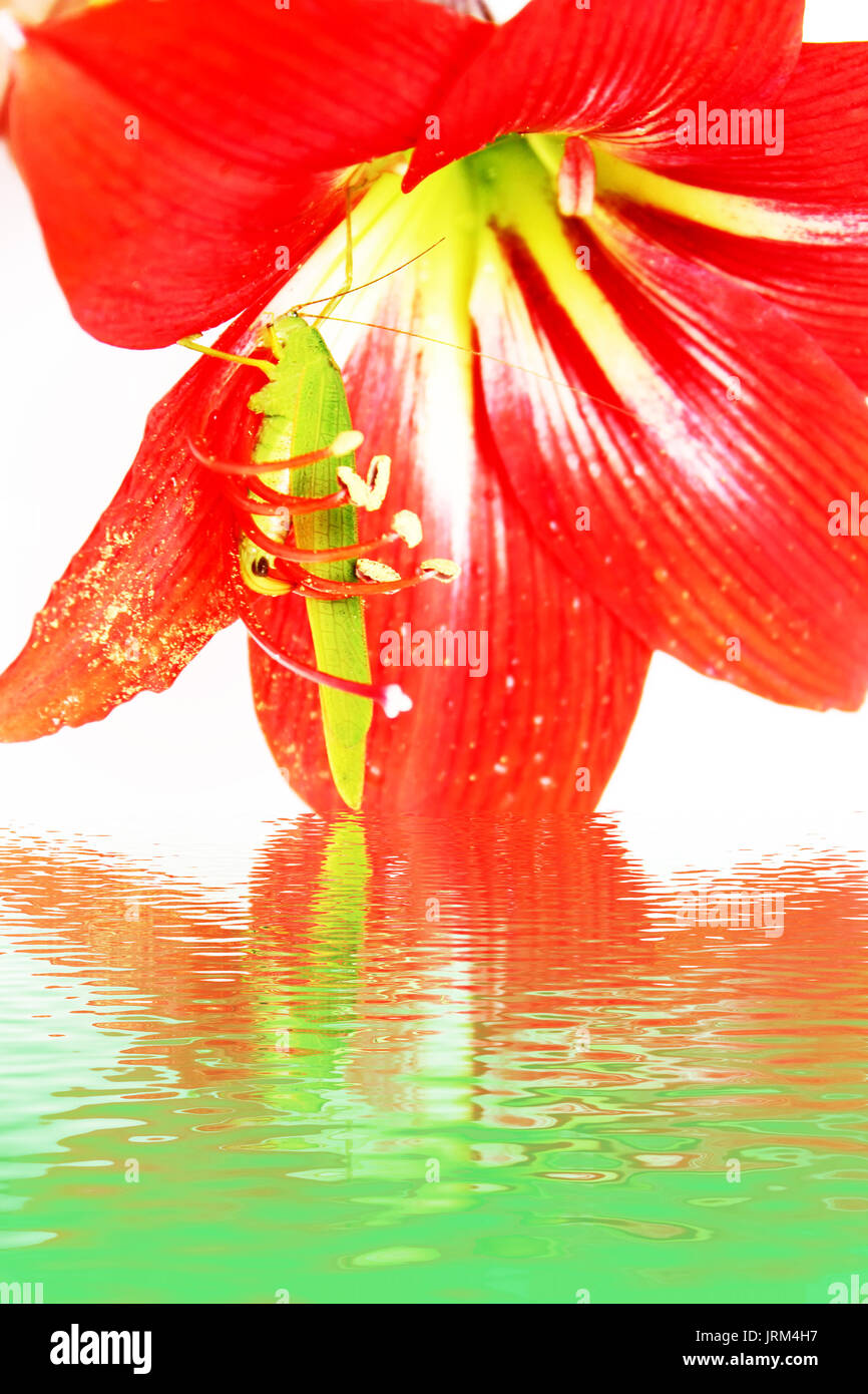 Macro photo of a grasshopper inside of a red lily Stock Photo