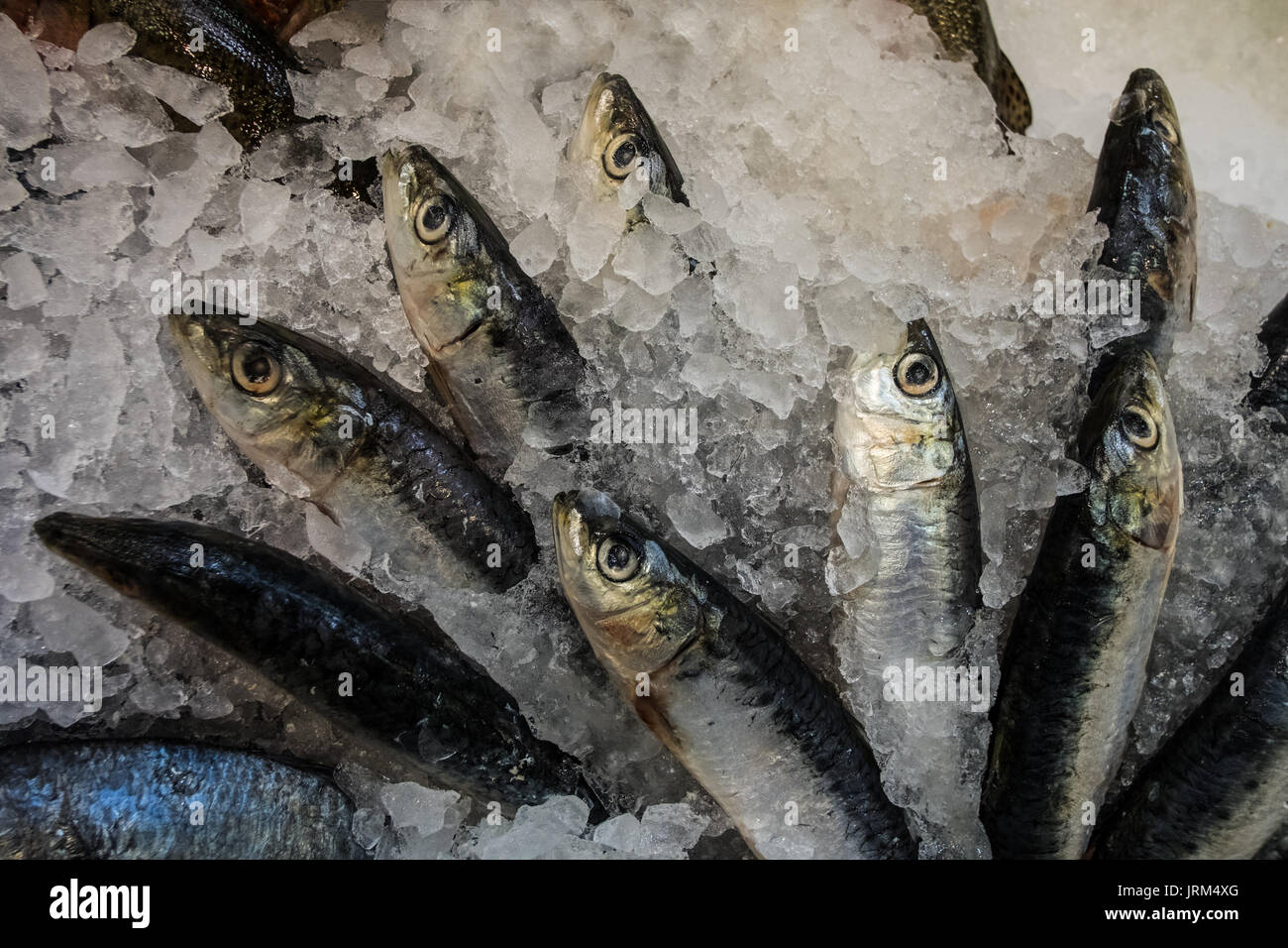 Sardine and "pilchard are common names used to refer to various small