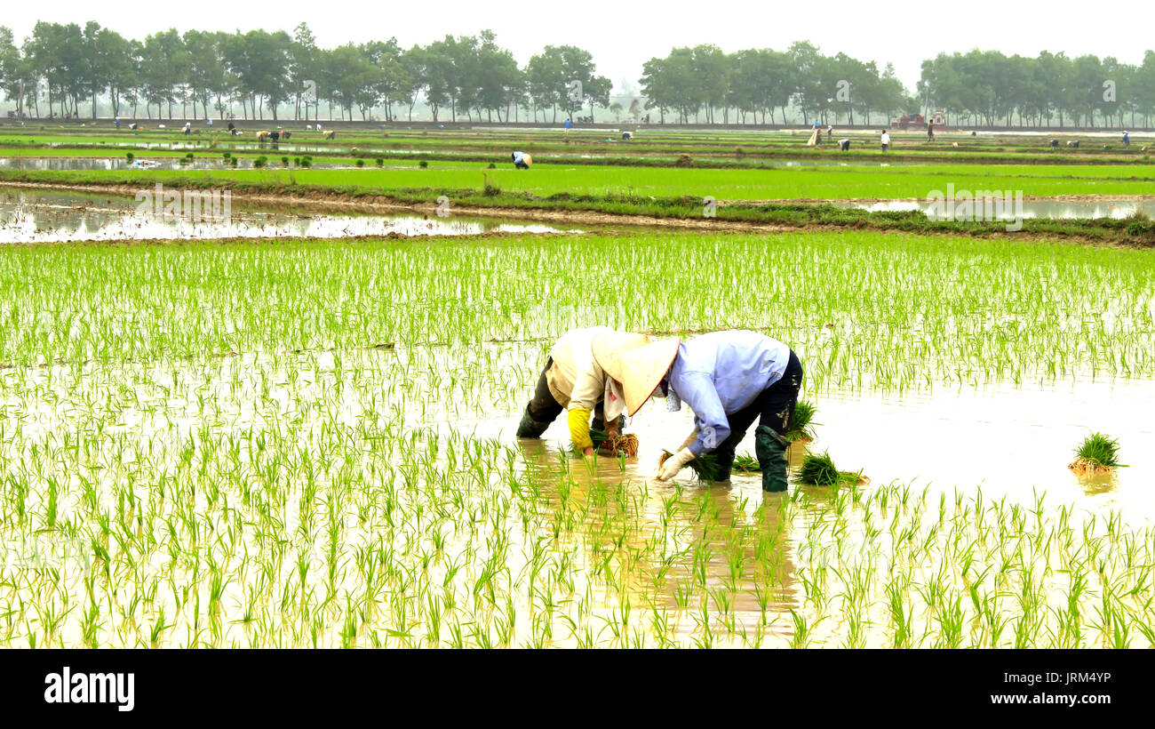 farmer planting rice in the field Stock Photo - Alamy