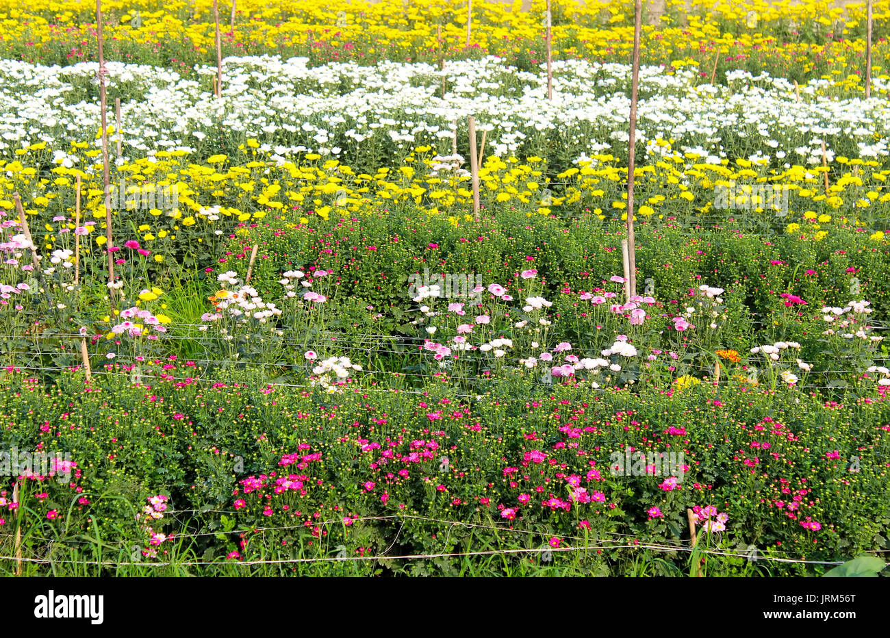 colorful spring flowers Stock Photo - Alamy