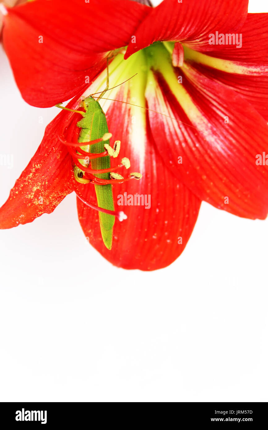 Macro photo of a grasshopper inside of a red lily Stock Photo